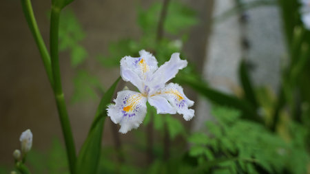 Flowers in different forms, colors, shapes, size located around the world