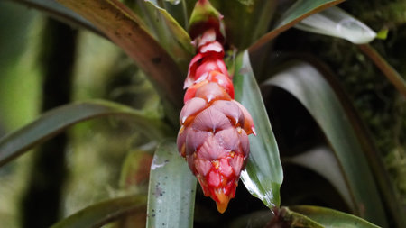 Flowers in different forms, colors, shapes, size located around the world