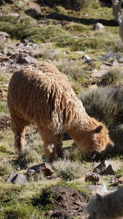 Weird looking lama desert oasis landscape in the Altiplano in Chileの写真素材