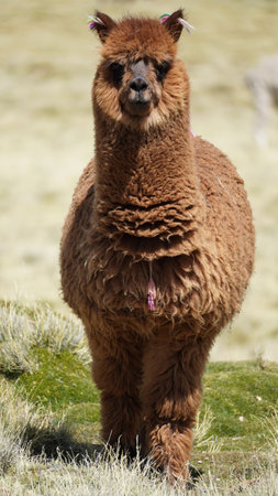 Weird looking lama desert oasis landscape in the Altiplano in Chileの写真素材