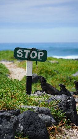 Close-up of marine iguana on floor in the Galapagos islands, Ecuadorの写真素材