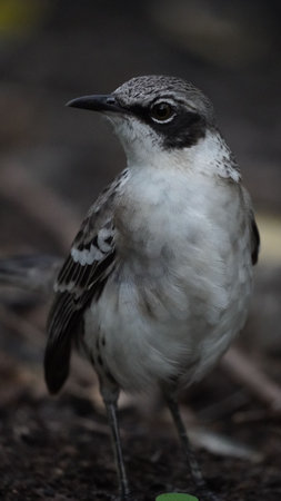 A female Mockingbird, drab by comparison to the brightly colored male, rests in a tree on Santa Cruz in the Galapagos Islands.の写真素材