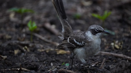 A Mockingbird, drab by comparison to the brightly colored male, rests in a tree on Santa Cruz in the Galapagos Islands.の写真素材