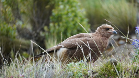 A bird of prey is looking for prey in the valley of La Paz Bolivia