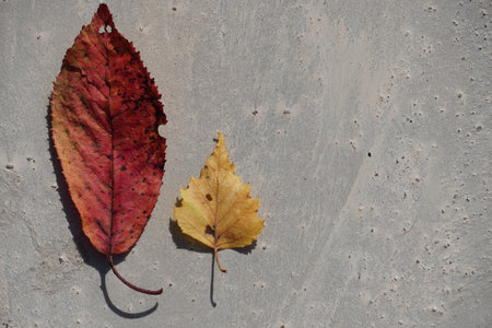 Close-up photography of yellow and red autumn leaves with detailed veins on a neutral gray background surface.の写真素材
