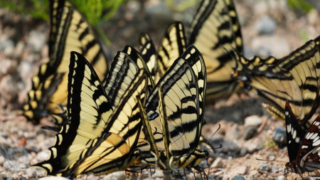 Close-up of a bunch colorful butterfly in the nature on a different surfacesの写真素材