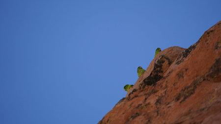 Three small parrot males perching at the rock in Bolivia
