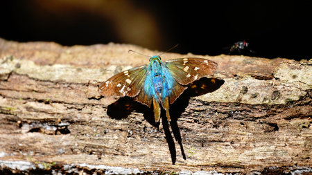 Close-up of colorful butterfly in the nature on a different surfaces