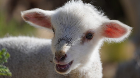 Small adorable young white lamb in green grass at dawn mouth open