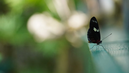 Close-up of colorful butterfly in the nature on a different surfaces