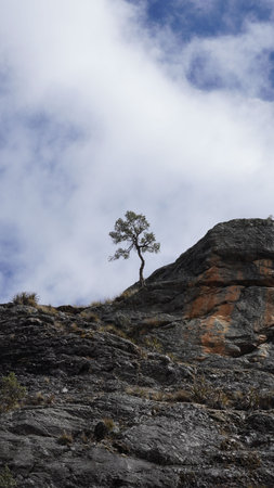 Daylight on a lonely bent tree in a mountain lake