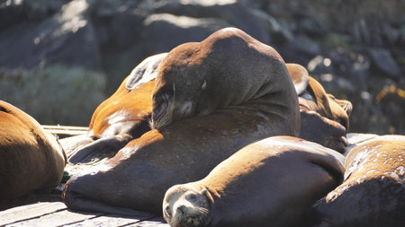 A sea lions in the Pacific Ocean off the coast of Vancouver Islandの写真素材