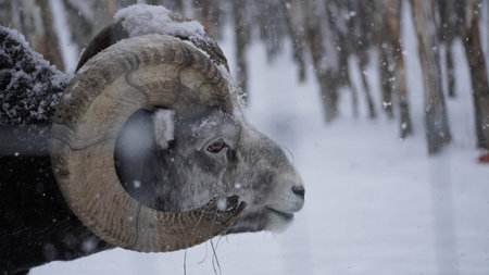Stone Sheep ram portrait in snow in Yukon territory Canada