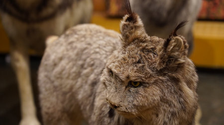 Whitehorse, Yukon, Log cabin and the MacBride Museum of Yukon Historyの写真素材