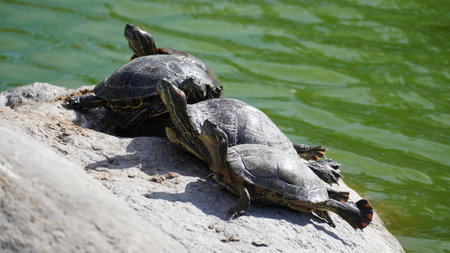 Japanese Garden views in La Serena, Coquimbo Region in Chileの写真素材