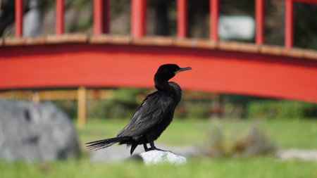 Japanese Garden views in La Serena, Coquimbo Region in Chile