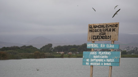 Migratory birds gather in the wetland of La serena, Chileの写真素材