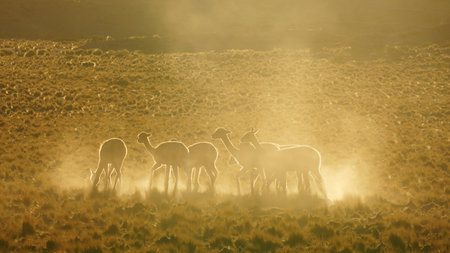 Vicunas on a golden hours of Atacama desert Altiplano in Chileの写真素材