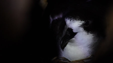 Elliot's storm petrel (Oceanites gracilis galapagoensis) in a cave, Galapagos Islandsの写真素材