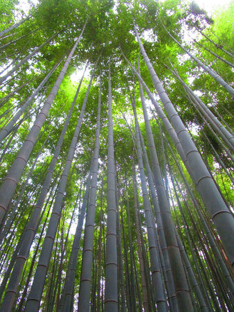Views from Arashiyama trekking in autumn in the beautiful Japanの写真素材