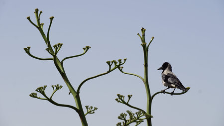 Bird perching on a branch Panorama views of Nile on a cruiseの写真素材