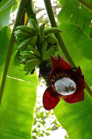 Costa Rica forest views with plants in their natural habitatの写真素材