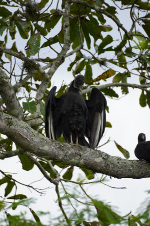 Close-up of animal perching on branch, Tayrona National Natural Park, Magdalena, Colombia