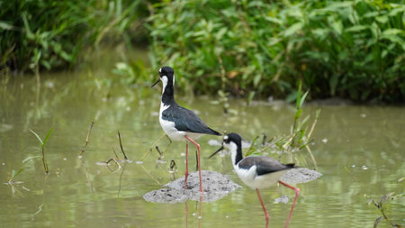Endemic bird of the Galapagos Islands located in the pacific oceanの写真素材