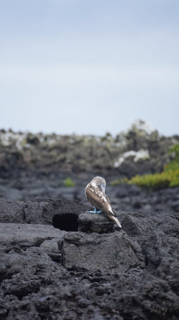 Endemic bird of the Galapagos Islands located in the pacific oceanの写真素材