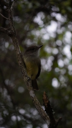 Endemic bird of the Galapagos Islands located in the pacific ocean