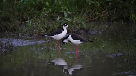 Endemic bird of the Galapagos Islands located in the pacific oceanの写真素材