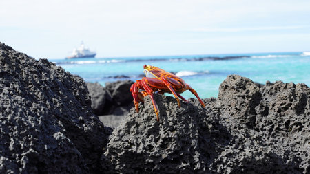 Sally Lightfoot Crab in the Galapagos Islands perching on a rockの写真素材