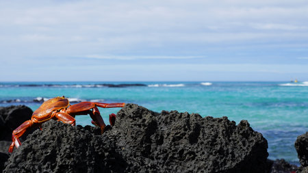 Sally Lightfoot Crab in the Galapagos Islands perching on a rockの写真素材