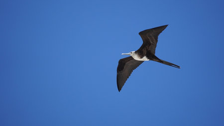 Endemic bird of the Galapagos Islands located in the pacific oceanの写真素材