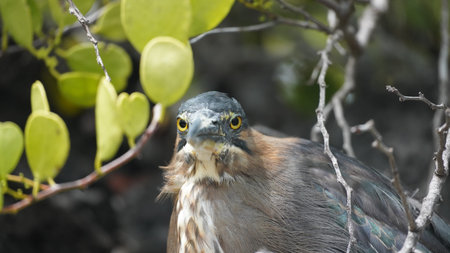 Endemic bird of the Galapagos Islands located in the Pacific Ocean