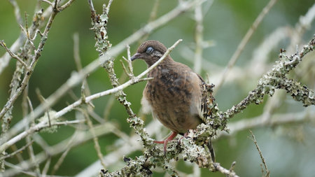 Endemic bird of the Galapagos Islands located in the pacific oceanの写真素材