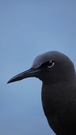 Endemic bird of the Galapagos Islands located in the pacific oceanの写真素材