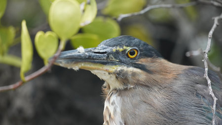Endemic bird of the Galapagos Islands located in the pacific ocean
