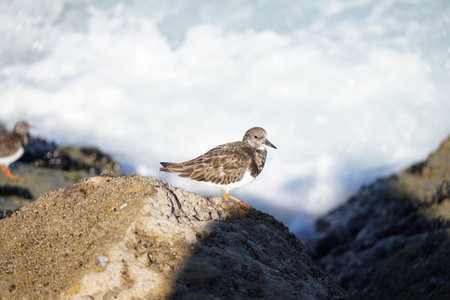 bird perching on a rock
