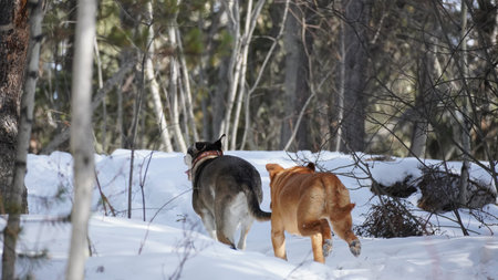 Incredible Miles Canyon in northern Canada during winter. Amazing scenic view of the boreal forest.