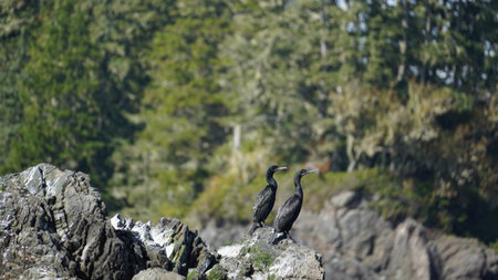 A bird perching in the beautiful country of Canadaの写真素材