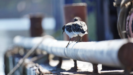 A cute bird perching in the beautiful country of Canada