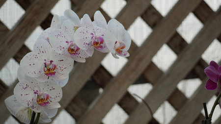 Vancouver Island views, best place and more wild in Canadaの写真素材