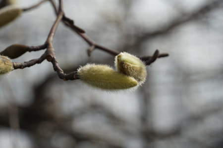 Osaka city side views on the beautiful region of Kansai, Japanの写真素材