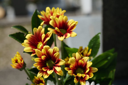 Wakayama views from the Yamanaka river near by Osaka, Japanの写真素材