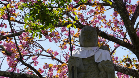 Kansai region side views on spring time when the cherry blossom Japanの写真素材