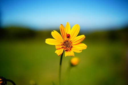Close-up of a flower against sunlight and blue sky