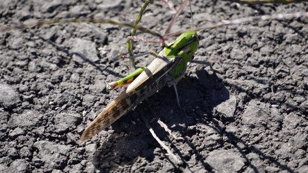A bright green and brown grasshopper on ground in a sunny dayの写真素材