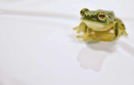Green Tree Frogの写真素材