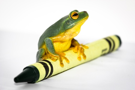 Frog on Crayonの写真素材